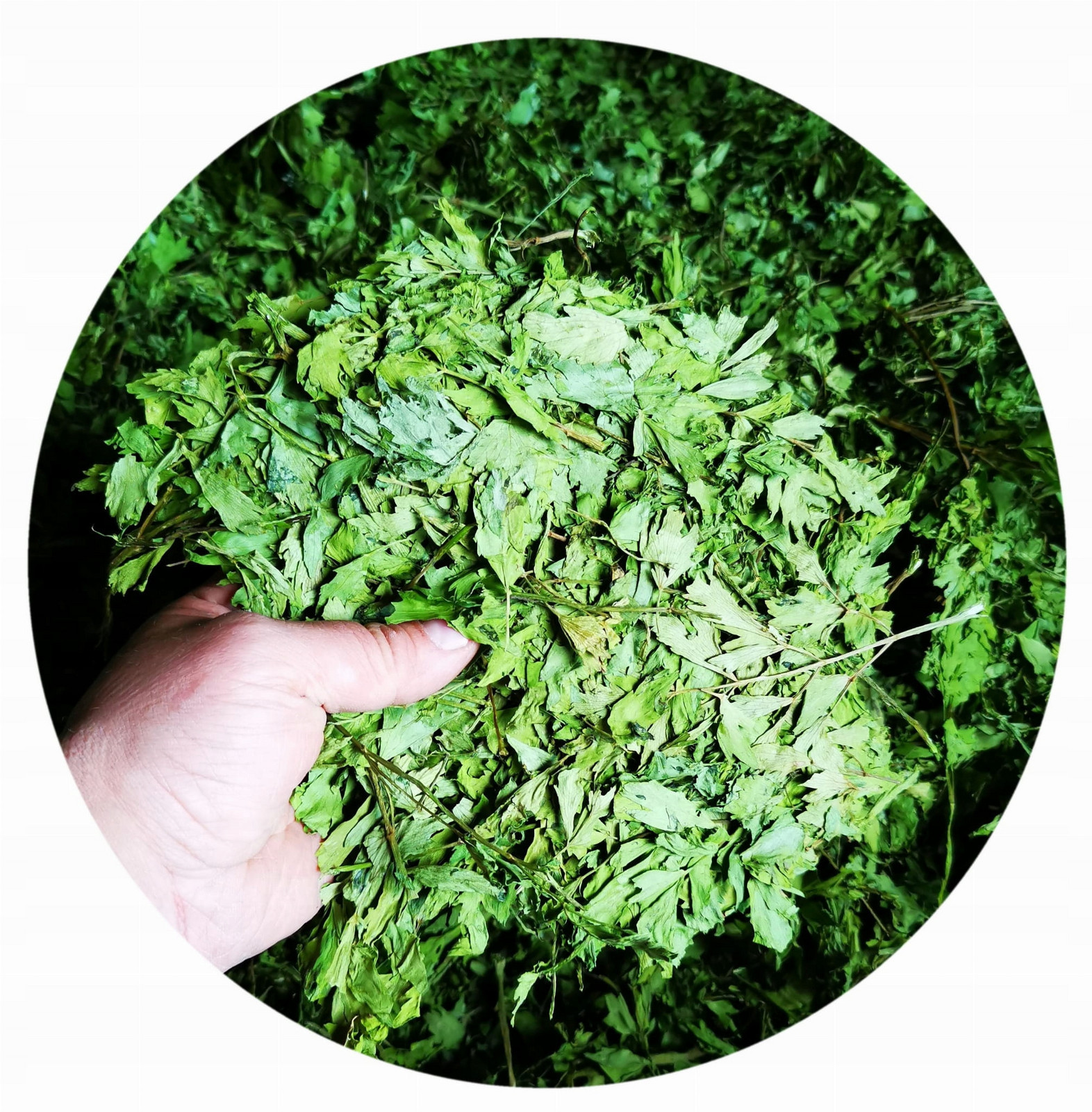 Libeček zahradní nať bylina celá 6000g