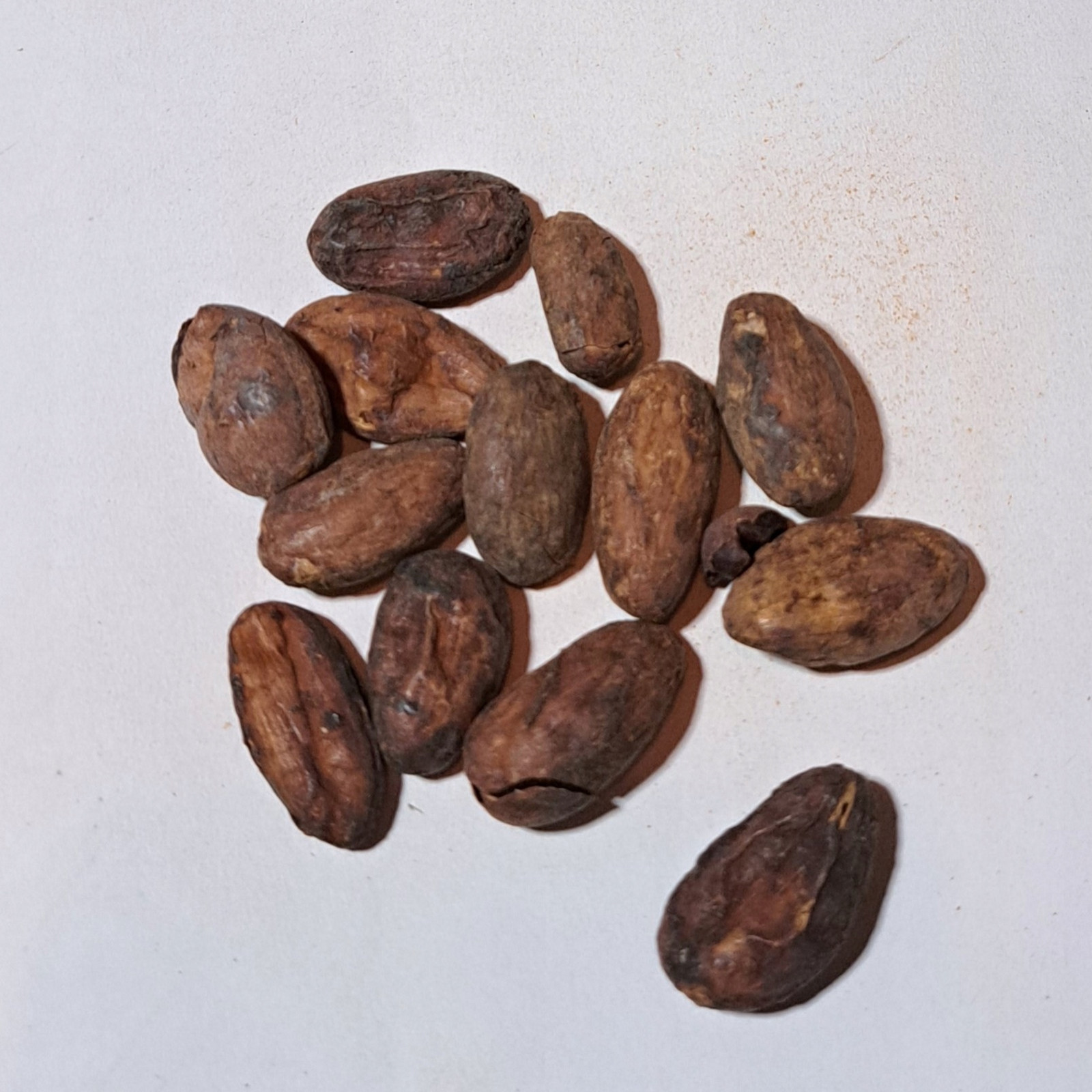 Kakaovník Zrno 1kg Rafex