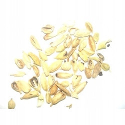 Kardamom celý 1 kg Rafex