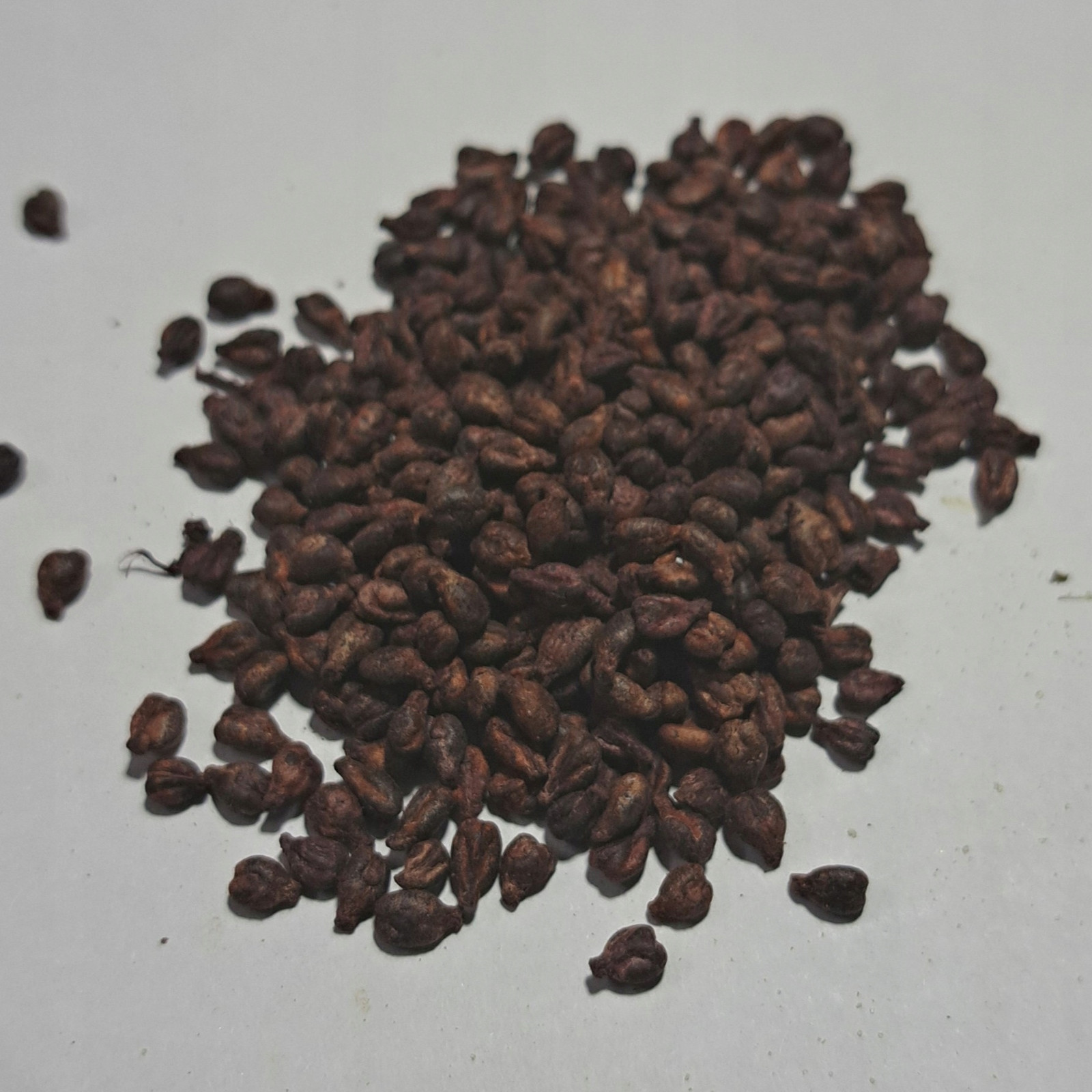 Hroznové Víno Semena 1 kg Rafex