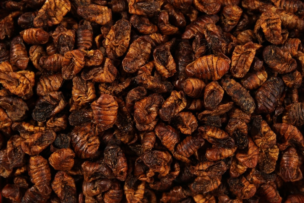 Sušené Larvy Bource Morušového Glopex Bource Morušového 1KG