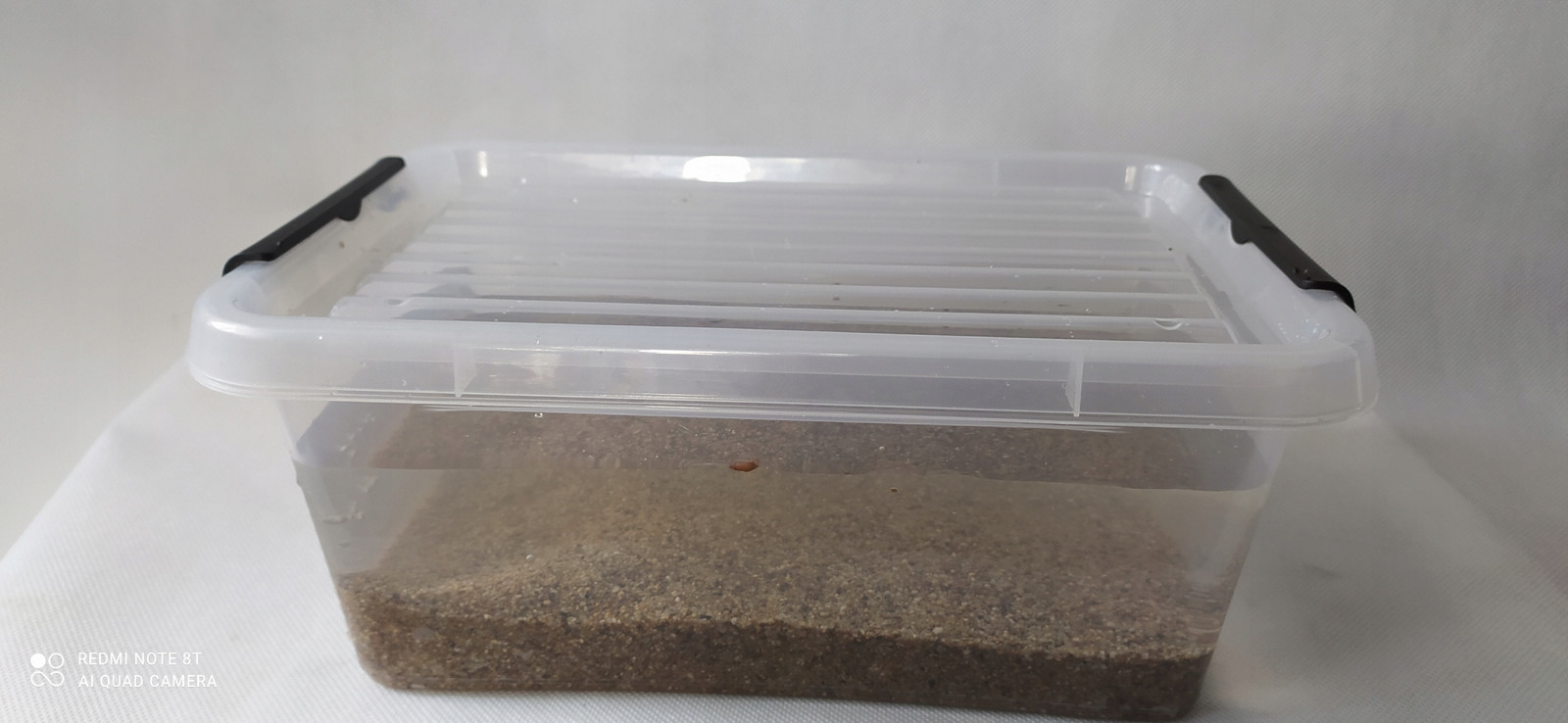 Chov živé potravy-Blackworms