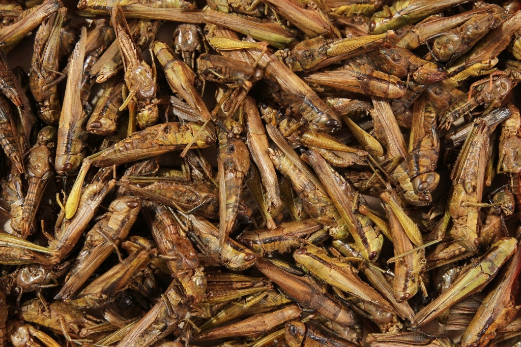 Sušení Polní Koníci Krmivo Glopex 500G