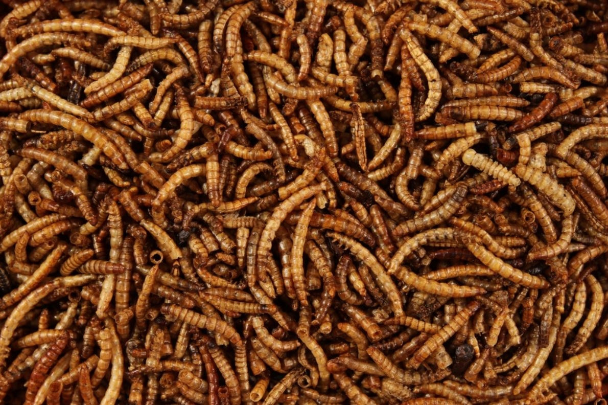 Glopex sušené larvy moučky sušená moučka 1kg