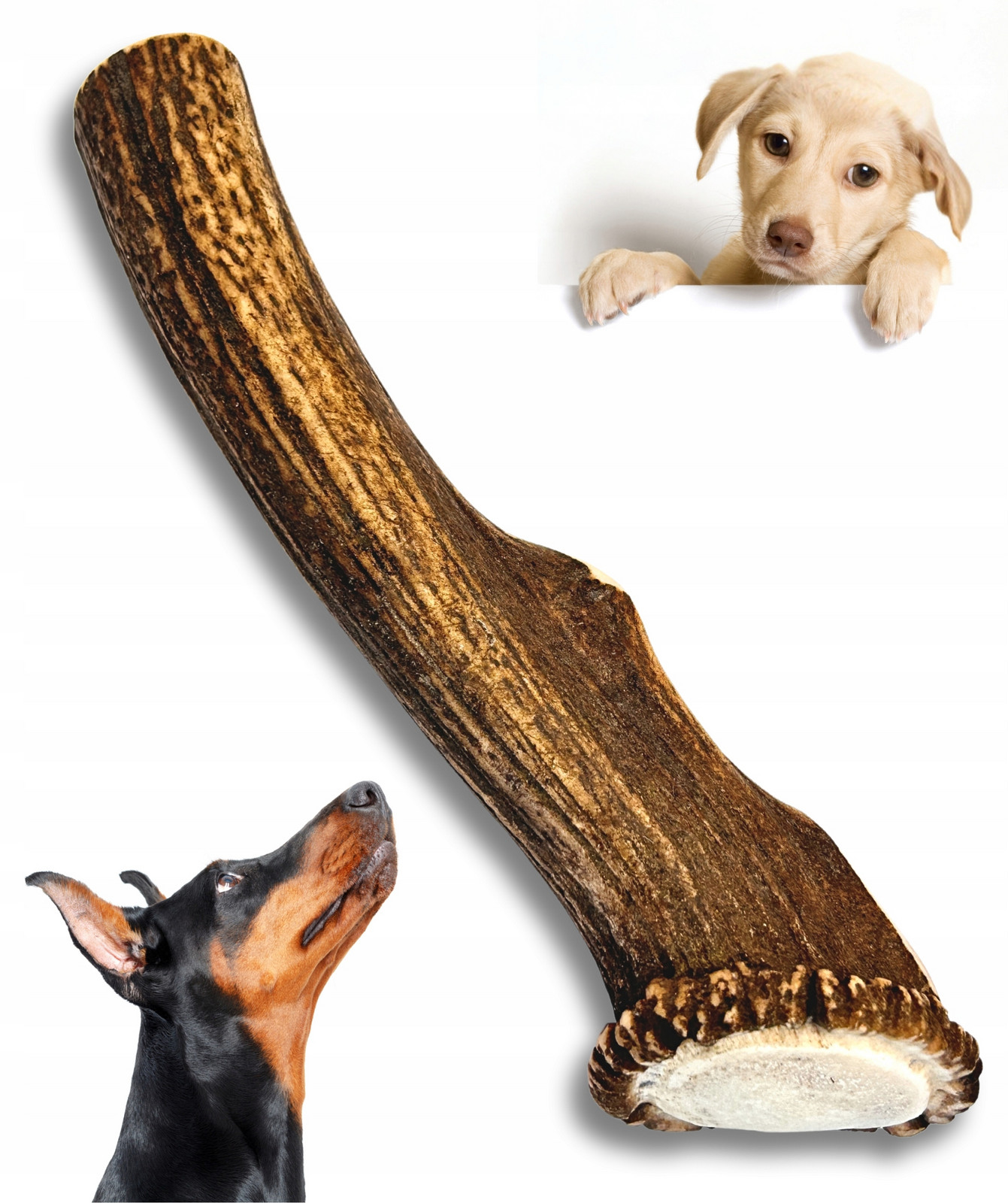 Kousátko z jeleního parohu pro psa 3 XL tvrdé 23-25cm