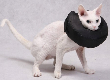 Grande Finale Pooperační límec velikost 3 [WET/K/3]