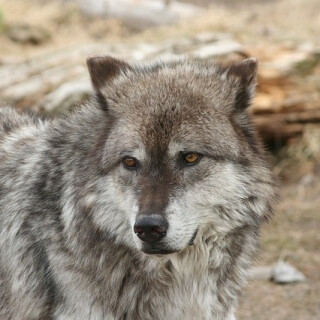 Vladimír Zajíc: Vlčpanna - Vladimír Zajíc, Ota Jirák, Viola Zinková, Martina Hudečková, Andrea Elsnerová, Petr Halíček - audiokniha