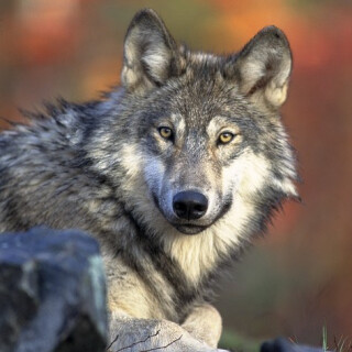 Vladimír Zajíc: Wolfi - Vladimír Zajíc, Jiří Prager, Miroslav Táborský, Růžena Merunková, Andrea Elsnerová, Petr Halíček - audiokniha