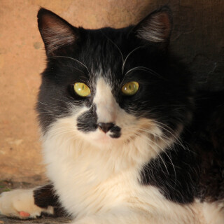 Dagmar Langová: Oliverova dobrodružství - Dagmar Langová, Jan Holík - audiokniha