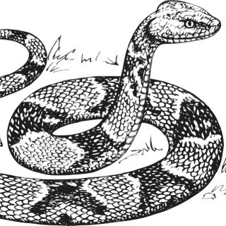 František Pavlíček: Hadí kůže - František Pavlíček, Luděk Munzar, Berger Jan, František Smolík, Růžena Merunková, František Hanus, Karel Beníško, Ljub