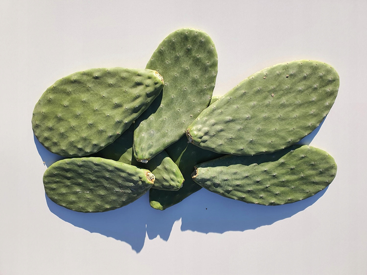 Opuncie krmivo pro želvu leguána agamy 2,5 kg