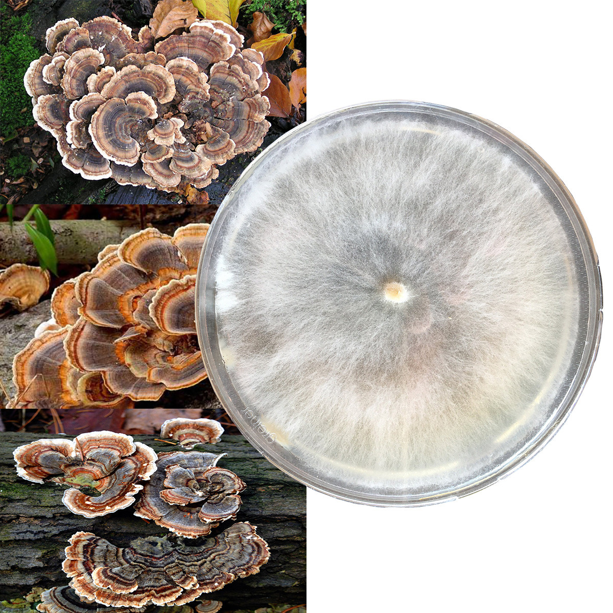 Chestnut Mushroom Pholiota adiposa petriho miska