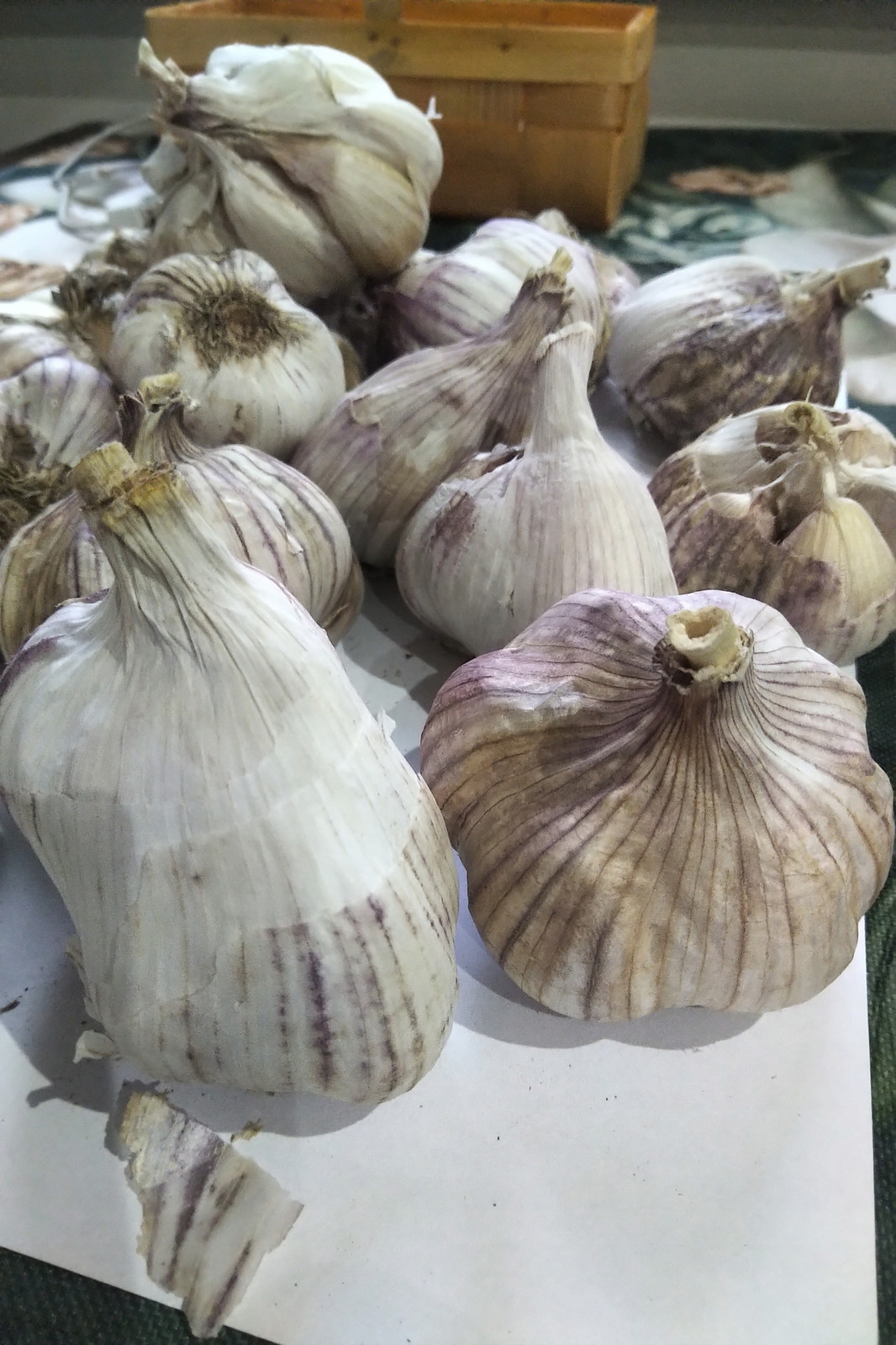 česnek čerstvý harnaš 10 kg