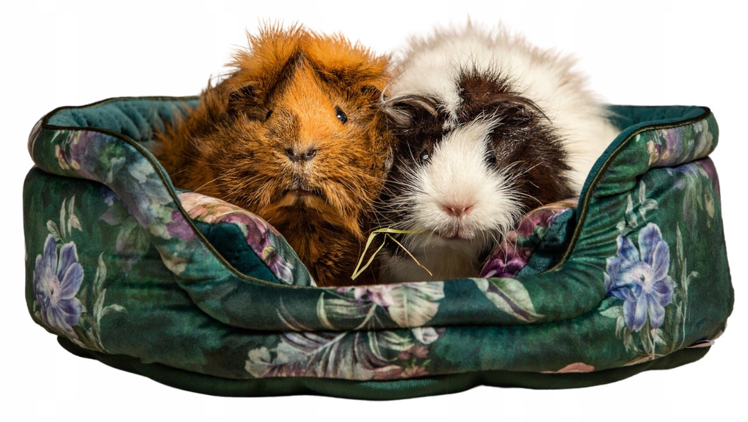 Kraina Tuptusia pelíšek kulatý M pro prasátko