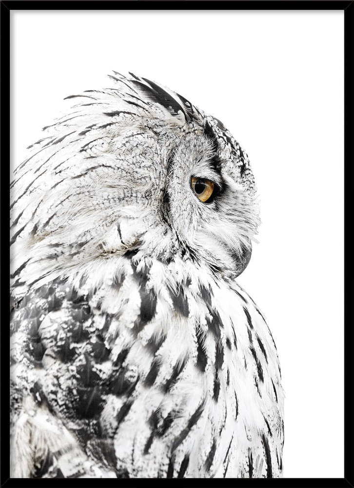 Obraz 50x70 cm Owl – Styler