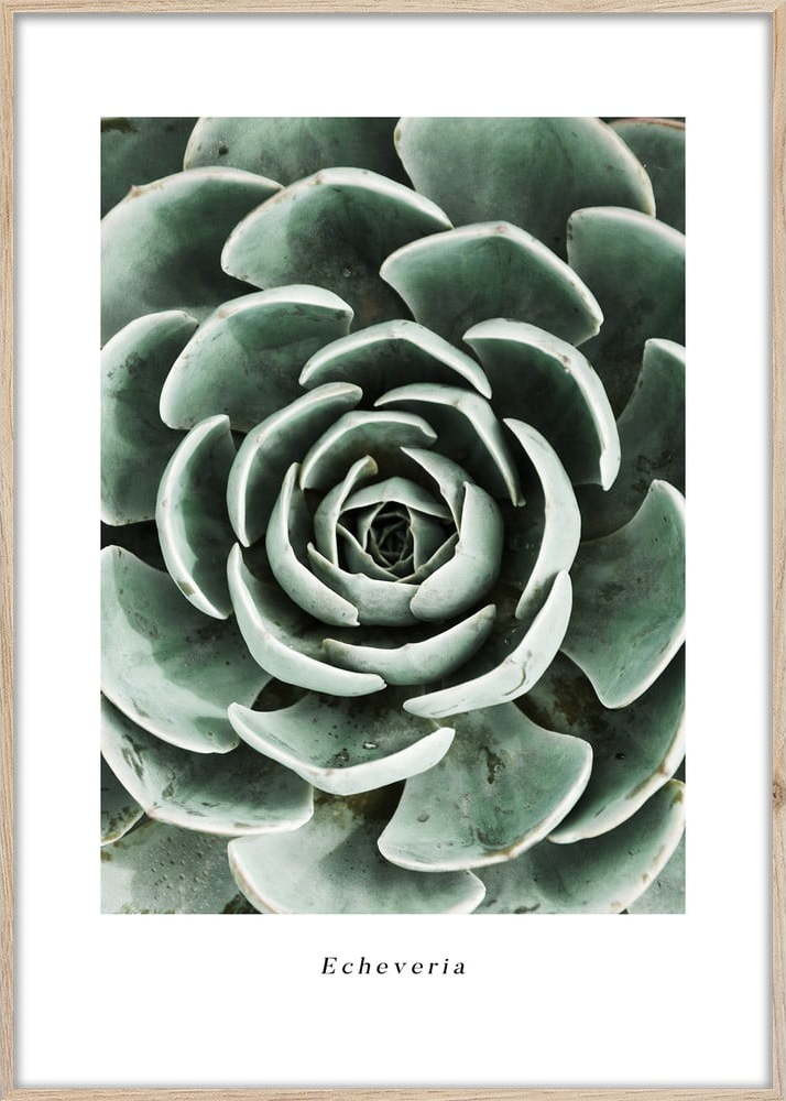 Obraz 50x70 cm Echeveria – Styler