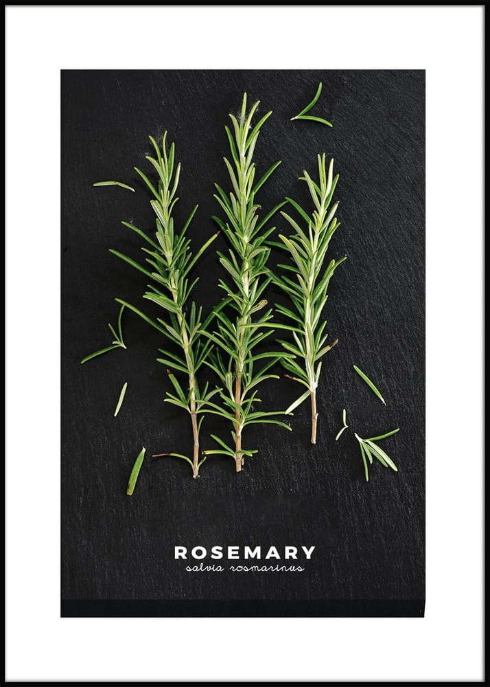 Obraz 50x70 cm Rosemary – Styler