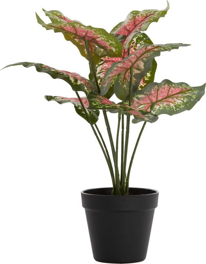 Umělá rostlina (výška 40 cm) Caladium – Light & Living