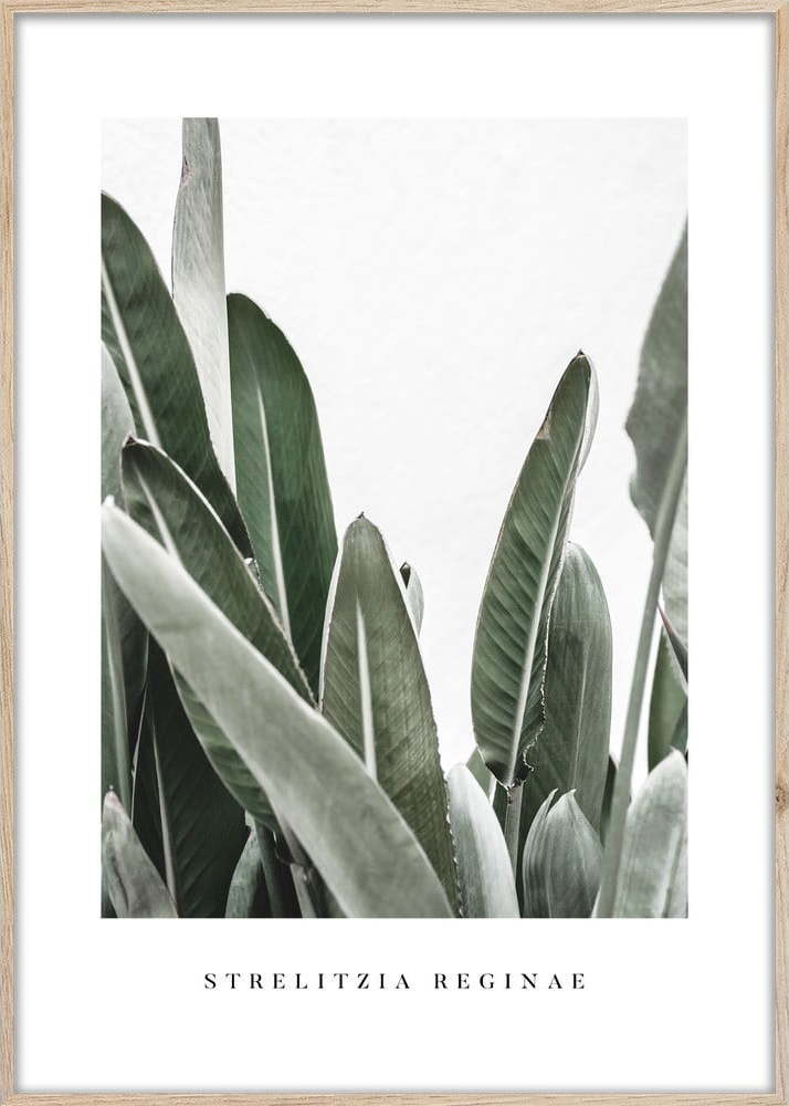 Obraz 50x70 cm Strelitzia – Styler