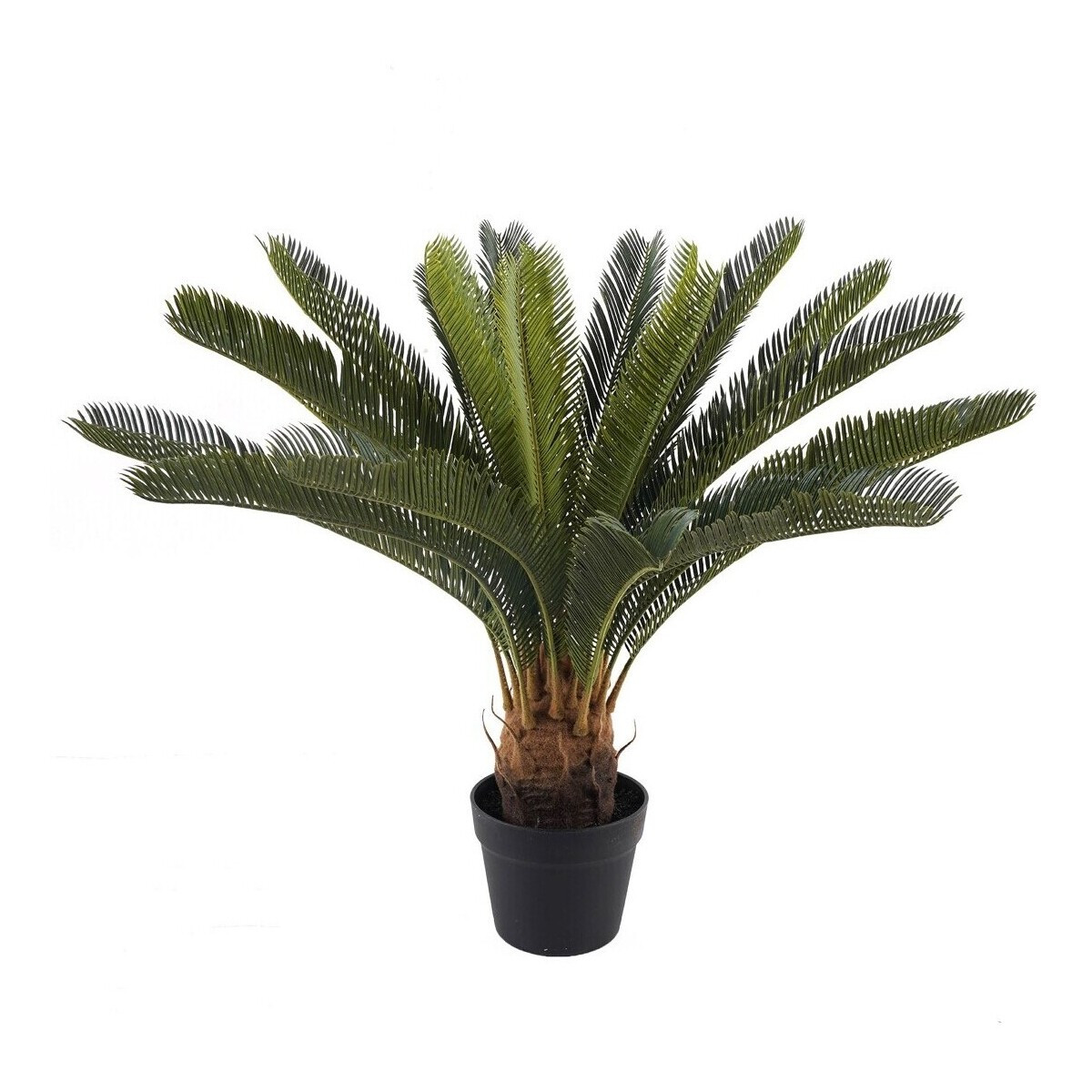 Signes Grimalt  Rostlina Cica  Zelená