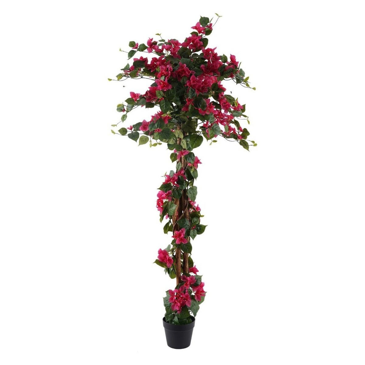 Signes Grimalt  Rostlina Popínavé Rostliny  Červená