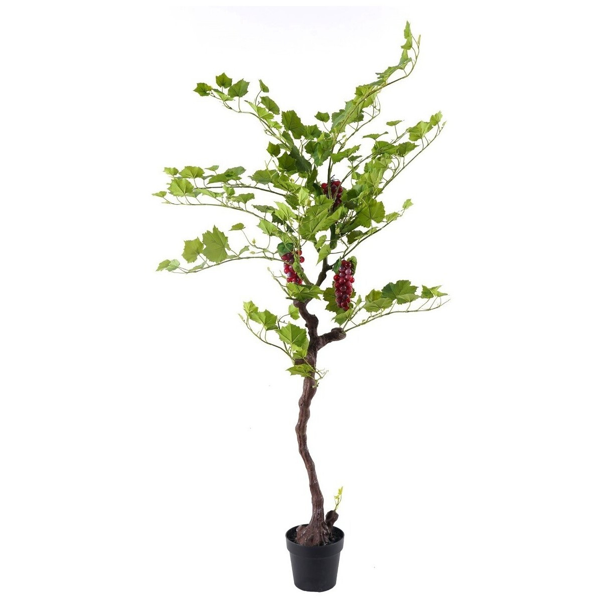 Signes Grimalt  Vinný Strom  Zelená