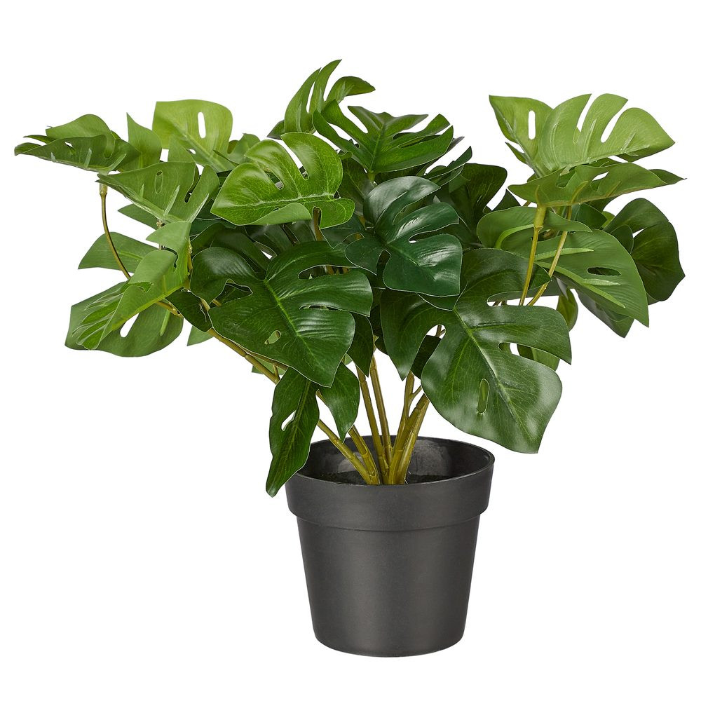 FLORISTA Monstera v květináči 25 cm
