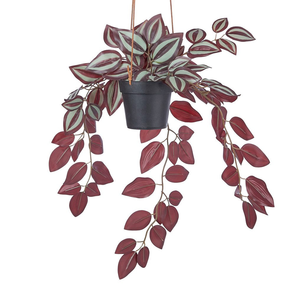 FLORISTA Tradescantia zebrina v květináči 50 cm