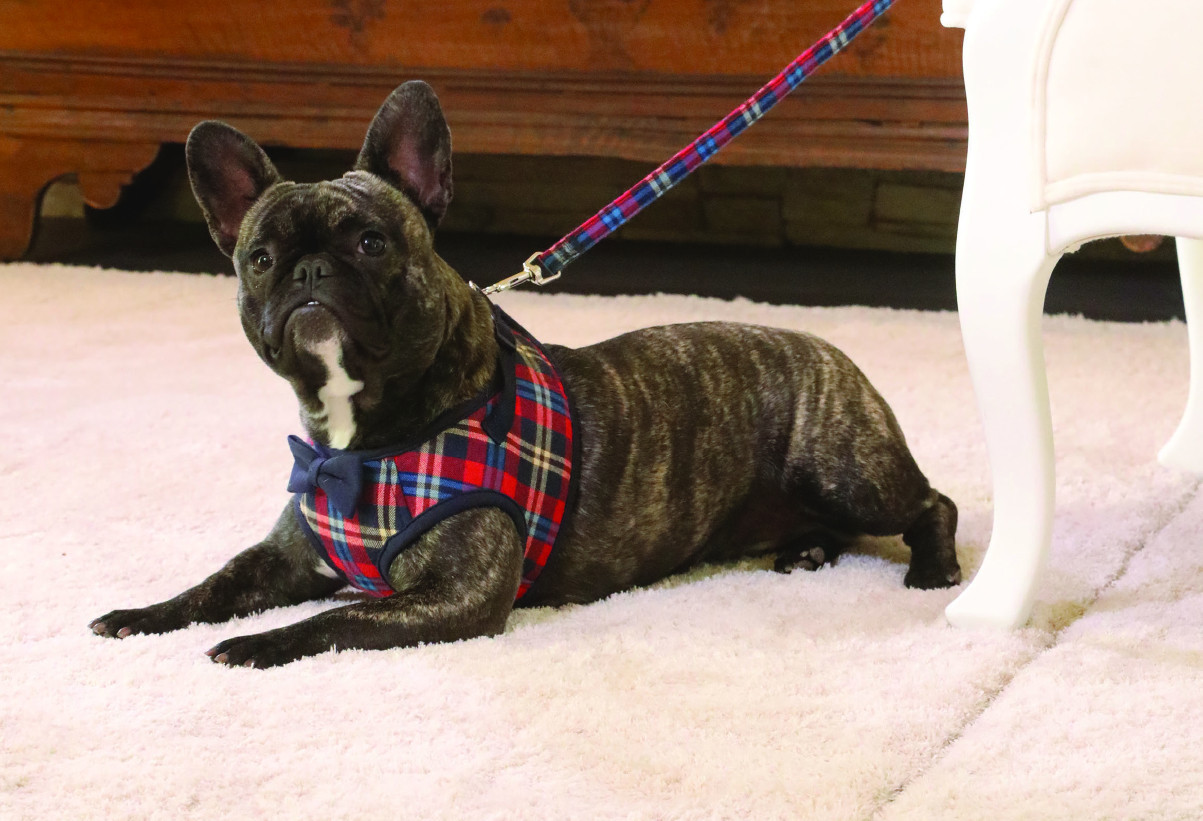 Croci Vodítko Croci British 1,5x120 cm