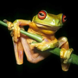 Rosnice - magnet (MCG21)