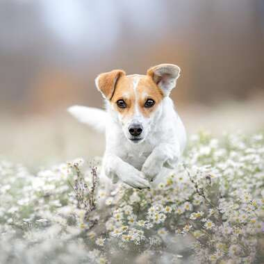 Fotografie psů v praxi