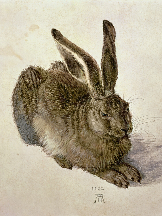 Albrecht Dürer Obrazová reprodukce Hare (1502), Albrecht Dürer, 30 × 40 cm
