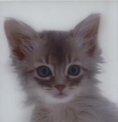 Kotě - magnet (MCG24)