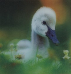 Černá labuť - magnet (MCG12)