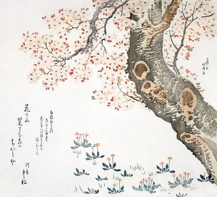 Katsushika Hokusai Obrazová reprodukce Cherry tree (1822), Katsushika Hokusai, 40 × 40 cm