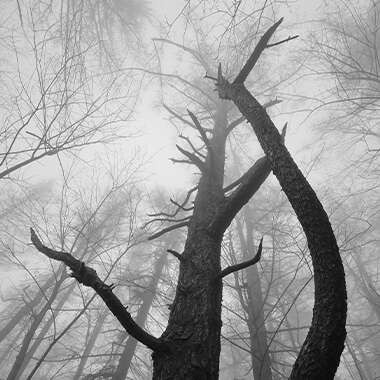 Jak skrze strom a les objevovat krajinu