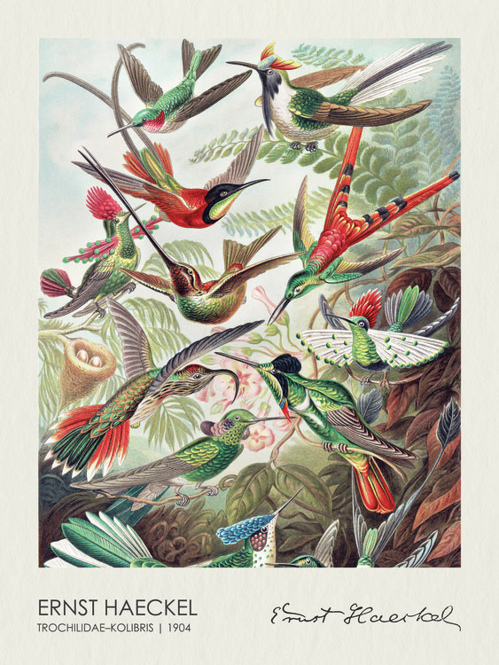 Ernst Haeckel Obrazová reprodukce Trochilidae–Kolibris (1904), Ernst Haeckel, 30 × 40 cm