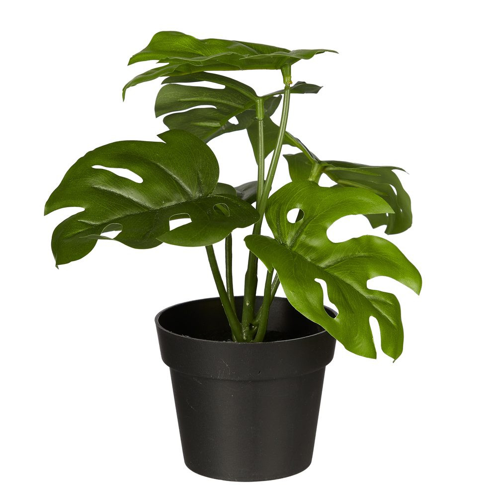 FLORISTA Monstera v květináči 20 cm