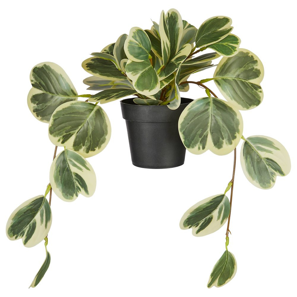 FLORISTA Peperomia v květináči 40 cm