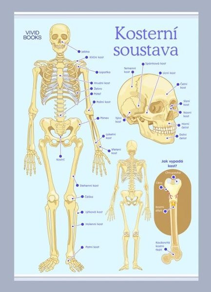Kosterní soustava 594 × 841 mm - výukový plakát