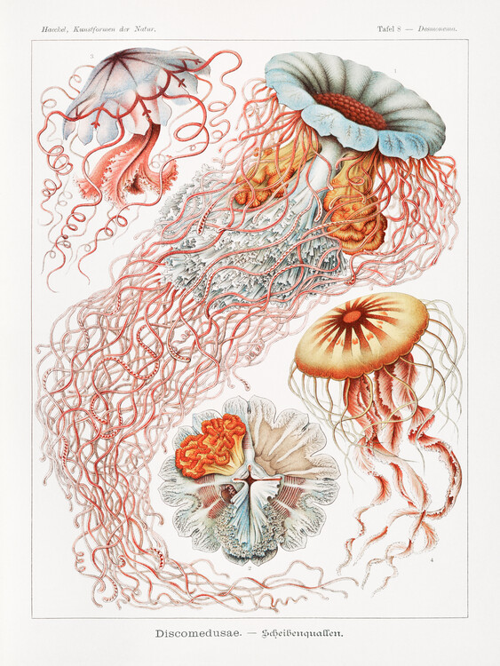 Ernst Haeckel Obrazová reprodukce Discomedusae–Scheibenquallen, Ernst Haeckel, 30 × 40 cm