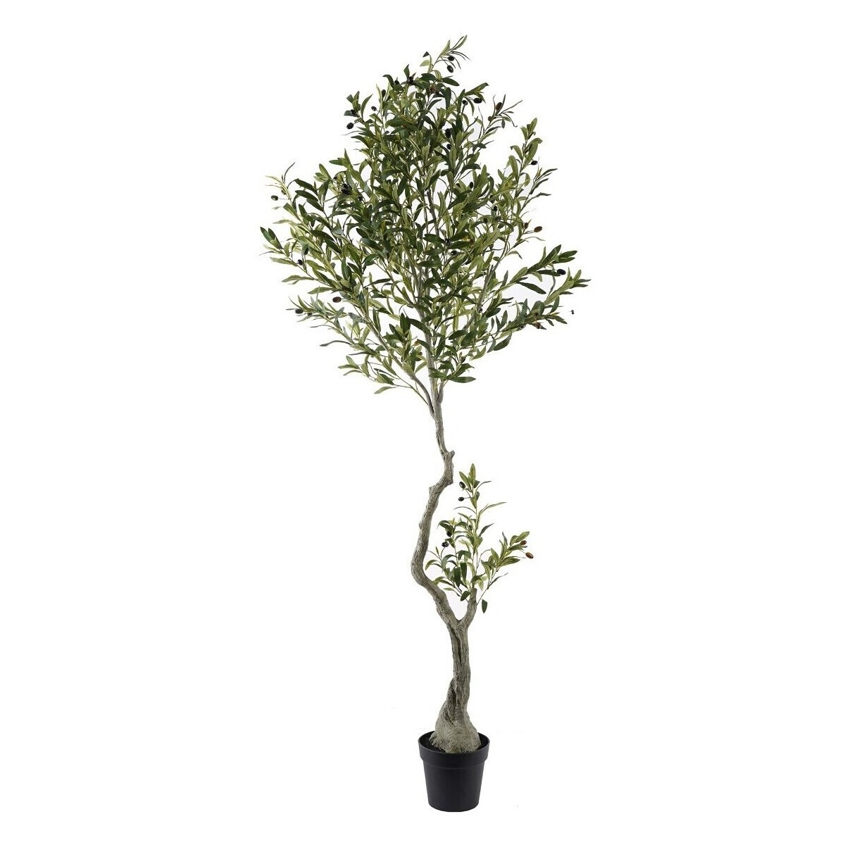 Signes Grimalt  Olivovník L  Zelená