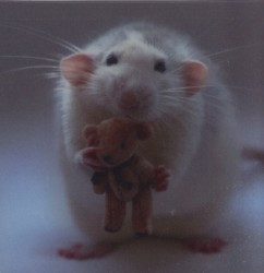 Krysa - magnet (MCG17)