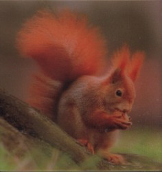 Veverka - magnet (MCG13)