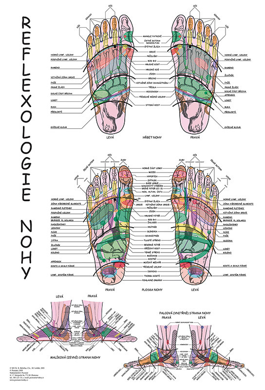 Vydavatelství Poznání Anatomická mapa - Reflexologie nohy