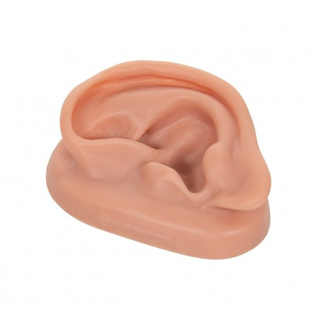 AcuPrime Model ucha pro výuku akupunktury