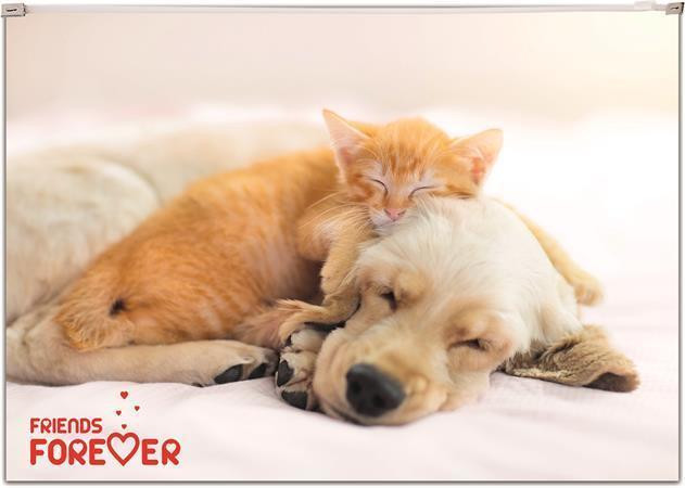 Panta Plast Panta Plast, plastová kapsa se zipem, A4, mix motivů, 1 ks Motiv: Číslo 1