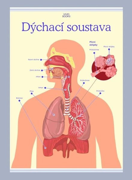 Dýchací soustava 594 × 841 mm - výukový plakát