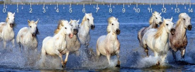 Pravítko Camarque Horses