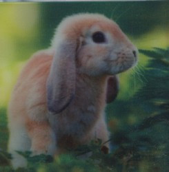 Dlouhé uši - magnet (MCG15)